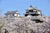 Fototapeta Sawanna - 松山城に咲く満開の桜