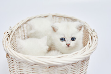 Wall Mural - A beautiful white kittens British Silver chinchilla sits in a basket on a white background