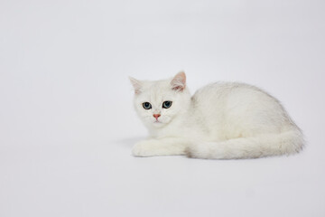 Wall Mural - A beautiful white kitten British Silver chinchilla on a white background