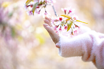 Wall Mural - Beautiful hands of girl with pink flowers in their hands on blur background. Women's hands touching and enjoying beauty pink sakura flower. Beauty sweet pink sakura flower in the female hands.