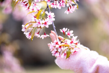 Wall Mural - Beautiful hands of girl with pink flowers in their hands on blur background. Women's hands touching and enjoying beauty pink sakura flower. Beauty sweet pink sakura flower in the female hands.
