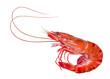 Cooked Tiger shrimp on white background,Tiger Prawn isolated on a White Background PNG file.