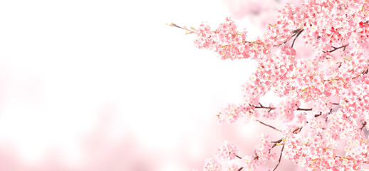 Poster - Horizontal banner with sakura flowers of pink color on sunny backdrop. Beautiful nature spring background with a branch of blooming sakura