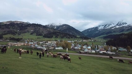 Wall Mural - Sheep Graze In The Green Valley Of Jyrgalan In Kyrgyzstan, Aerial View