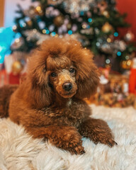 Poster - Red poodle puppy posing in studio red background	
