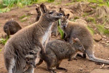  Wallaby with a Joey