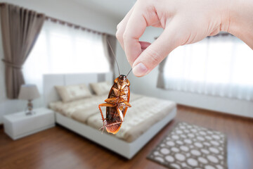 Wall Mural - Hand holding cockroach at room in house background, eliminate cockroach in room house, Cockroaches as carriers of disease