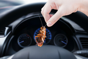 Wall Mural - Hand holding cockroach in a car background, eliminate cockroach in car, Cockroaches as carriers of disease