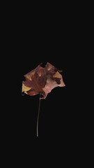 Wall Mural - Time lapse of resurrection colorful Maple leaf with ALPHA transparency channel isolated on black background, vertical orientation