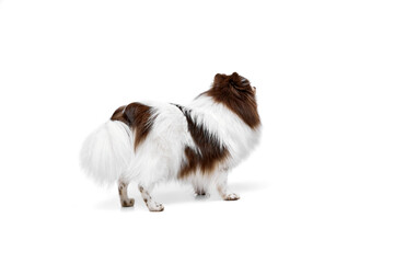 Wall Mural - Back view. White-brown Pomeranian spitz dog standing isolated over white studio background. Concept of beauty, animal health, vet, action and motion