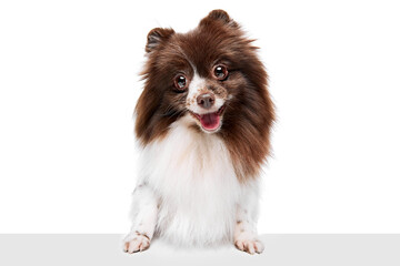 Wall Mural - Sweet pet. Portrait of happy Pomeranian spitz dog isolated over white studio background. Concept of beauty, animal health, vet, action and motion