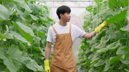 Wall Mural - Young Asia man farmer wear plastic glove walking in the greenhouse melon farm checking the quality of melon with smile. Agricultural fresh organic farm and Cultivation in the city.