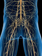 3D Rendered Medical Illustration of a man's nervous system