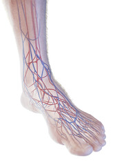 Wall Mural - 3D Rendered Medical Illustration of the veins of the foot