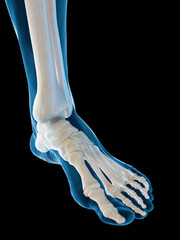 Wall Mural - 3D Rendered Medical Illustration of the bones of the foot