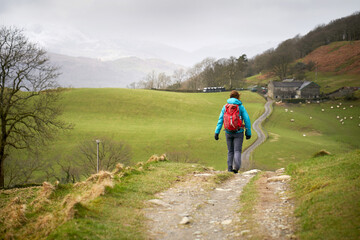 Sticker - A hiker walking along the narrow road, track, that leads to High Skelghyll Farm on a cold winters morning in the Lake District Cumbrian Mountains, England, UK.