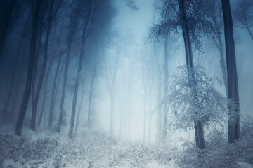 magical forest in winter, dark fantasy landscape