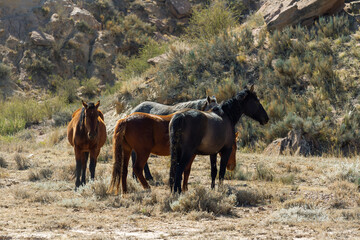 Wall Mural - Horses in a pasture against the backdrop of mountains, Kyrgyzstan