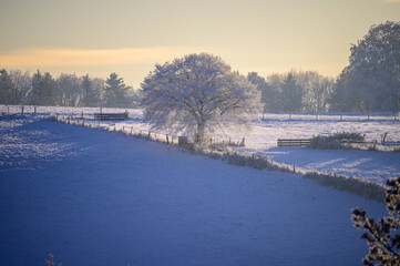 Magnificent lone tree covered in hoarfrost stands in a field against a blue sky