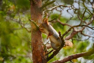 Wall Mural - red squirrel on a tree