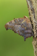 Canvas Print - Question mark butterfly (Polygonia interrogationis)  side view closeup