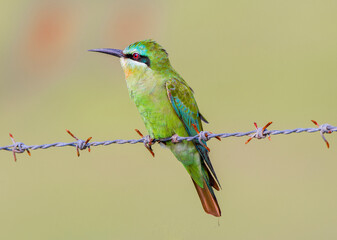 Wall Mural - Blue chick green bee eater, Merops orientalis, Satara, Maharashtra, India