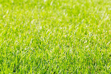 Aufkleber - Green grass