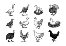 Domestic Chicken Bird. Turkey, Guinea Fowl, Goose, Duck, Quail. Hand Drawn. Engraved Farm Animal. Old Monochrome Sketch. Retro Template.