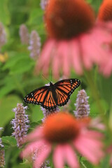 Poster - Viceroy butterfly (limenitis archippus) on anise hyssop flowers with purple coneflower