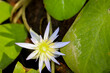 A Blue Egyptian water lily with flower. Mymphaea nouchali var. caerulea.