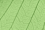 Fototapeta Zwierzęta - leaf texture, leaf background with veins and cells - macro photography