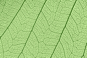 Wall Mural - leaf texture, leaf background with veins and cells - macro photography