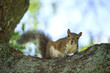 Beautiful wild gray squirrel climbing tree trunk in summer town park