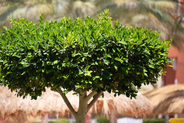 Wall Mural - closeup of fresh green tree with wooden trunk and vibrant green leaves growing in summer garden