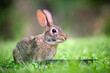 Grey small hare eating grass on summer field. Wild rabbit in nature