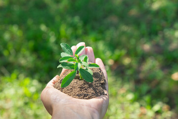 Wall Mural - A plant in hands on a green background. Ecology and gardening concept. Nature background