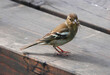A female chaffinch perching on a wooden surface holding a bunch of trapped insects in her beak.  