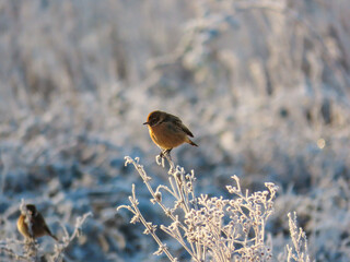 Wall Mural - female stonechat perched on a frosty wildflower with blurred frost in the background