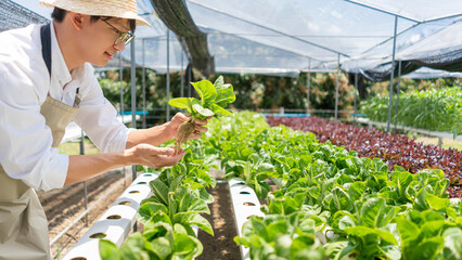 Hydroponic vegetable concept, Young Asian man checking and picking fresh salad in hydroponic farm