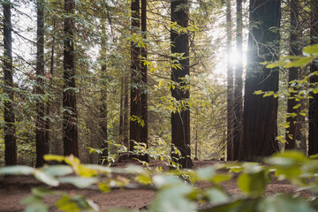 Tall trees growing in forest