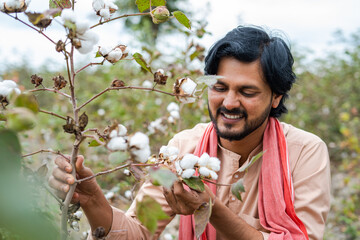 happy Young indian farmer checking cotton crop growth at field - concept of Traditional farming, cultivation and farm produce.