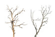 © banphote - Dead tree branch isolated on transparent background PNG file.