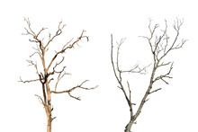 Dead Tree Branch Isolated On Transparent Background PNG File.