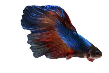 Wall Mural - Betta fish, Siamese fighting fish isolated on transparent background.
