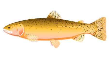 Canvas Print - Realistic cutthroat trout fish isolated illustration, one freshwater fish on side view