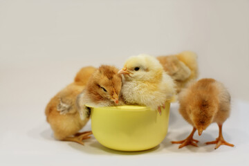 Wall Mural - Cute little sleepy chickens on a gray background - two in a yellow bowl, three nearby.