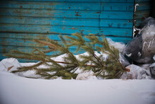 Discarded Christmas Trees After New Year Holidays.