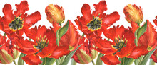 Watercolor Illustration With Red Parrot Tulips
