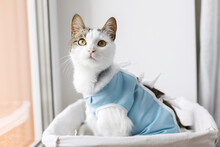 Adorable Cat Portrait In Special Suit Bandage Recovering After Spaying  Post-operative Care. Pet Sterilization Concept. Cute Kitty After Surgery Sitting In Basket At Window