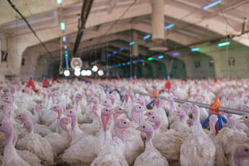 Wall Mural - turkey farm. turkey close-up. turkey rearing concept